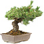 Pinus parviflora, 36 cm, ± 30 years old, in a pot with a small chip