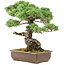 Pinus parviflora, 45 cm, ± 30 jaar oud