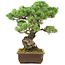 Pinus parviflora, 45 cm, ± 30 years old