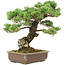 Pinus parviflora, 45 cm, ± 30 years old