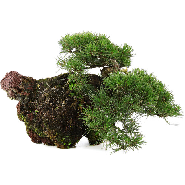 Pinus thunbergii, 43 cm, ± 30 jaar oud