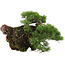 Pinus thunbergii, 43 cm, ± 30 jaar oud