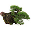 Pinus thunbergii, 43 cm, ± 30 years old