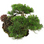 Pinus thunbergii, 43 cm, ± 30 jaar oud