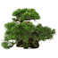 Pinus thunbergii, 43 cm, ± 30 ans