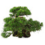 Pinus thunbergii, 43 cm, ± 30 jaar oud