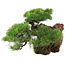 Pinus thunbergii, 43 cm, ± 30 jaar oud