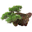 Pinus thunbergii, 43 cm, ± 30 jaar oud