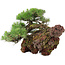 Pinus thunbergii, 43 cm, ± 30 Jahre alt