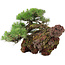 Pinus thunbergii, 43 cm, ± 30 years old