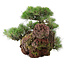 Pinus thunbergii, 43 cm, ± 30 anni