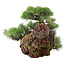 Pinus thunbergii, 43 cm, ± 30 ans