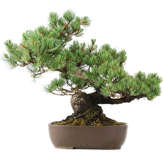 Pinus parviflora, 34 cm, ± 20 años