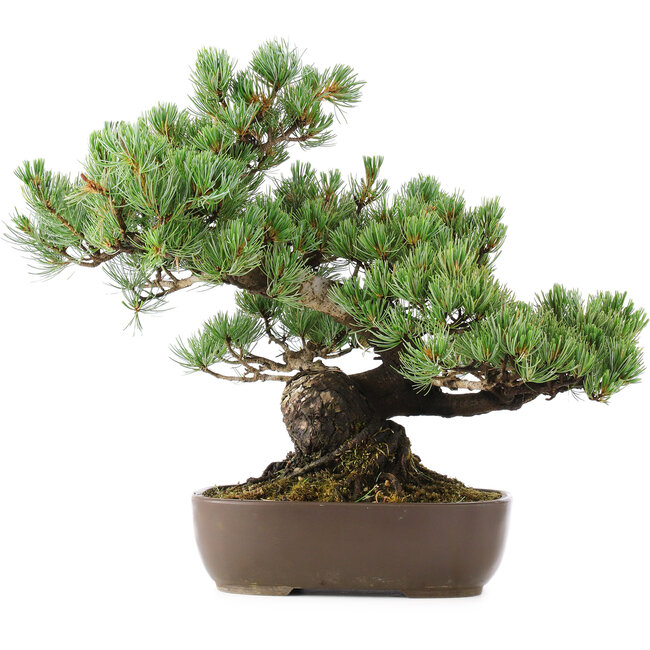 Pinus parviflora, 34 cm, ± 20 años