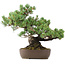 Pinus parviflora, 34 cm, ± 20 years old