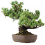 Pinus parviflora, 34 cm, ± 20 años