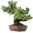 Pinus parviflora, 34 cm, ± 20 years old