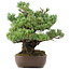 Pinus parviflora, 34 cm, ± 20 anni