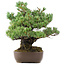 Pinus parviflora, 34 cm, ± 20 jaar oud