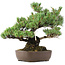 Pinus parviflora, 34 cm, ± 20 jaar oud