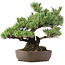 Pinus parviflora, 34 cm, ± 20 years old