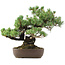 Pinus parviflora, 34 cm, ± 20 years old