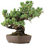 Pinus parviflora, 34 cm, ± 20 jaar oud