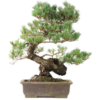 Pinus parviflora, 45 cm, ± 20 anni