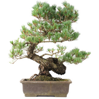 Pinus parviflora, 45 cm, ± 20 años