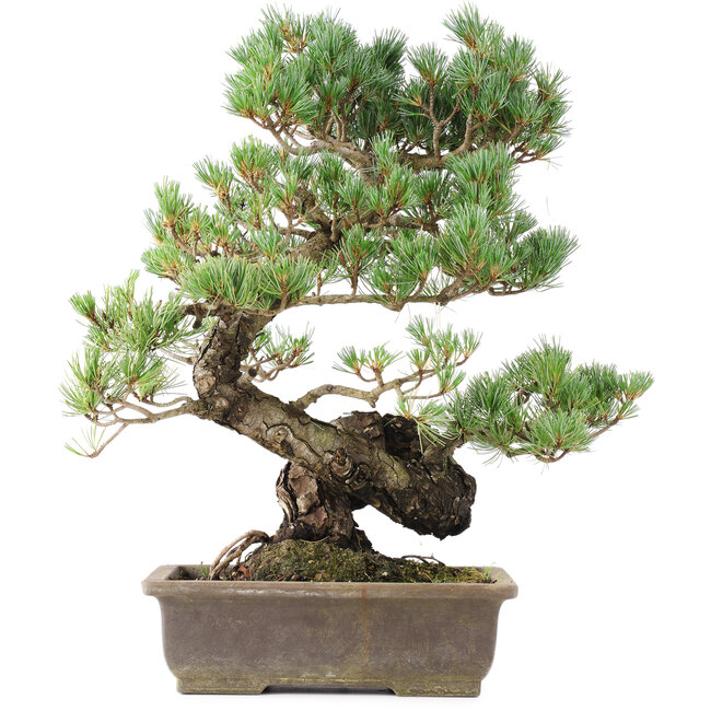Pinus parviflora, 45 cm, ± 20 jaar oud