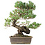 Pinus parviflora, 45 cm, ± 20 jaar oud