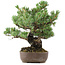 Pinus parviflora, 34 cm, ± 20 jaar oud