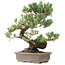 Pinus parviflora, 45 cm, ± 20 anni