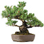 Pinus parviflora, 34 cm, ± 20 jaar oud