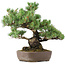 Pinus parviflora, 34 cm, ± 20 years old