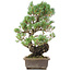Pinus parviflora, 45 cm, ± 20 ans
