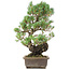 Pinus parviflora, 45 cm, ± 20 jaar oud