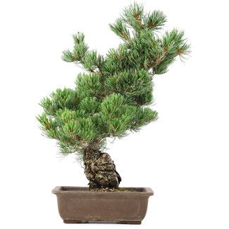 Pinus parviflora, 50 cm, ± 20 years old