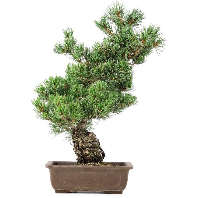 Pinus parviflora, 50 cm, ± 20 jaar oud