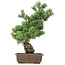 Pinus parviflora, 50 cm, ± 20 años