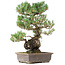 Pinus parviflora, 45 cm, ± 20 jaar oud