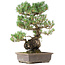Pinus parviflora, 45 cm, ± 20 years old