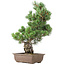 Pinus parviflora, 50 cm, ± 20 jaar oud