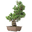 Pinus parviflora, 50 cm, ± 20 Jahre alt
