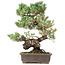 Pinus parviflora, 45 cm, ± 20 jaar oud