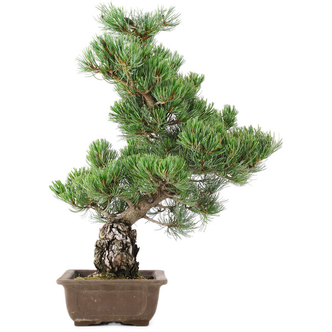 Pinus parviflora, 50 cm, ± 20 jaar oud