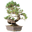 Pinus parviflora, 45 cm, ± 20 años