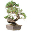 Pinus parviflora, 45 cm, ± 20 jaar oud