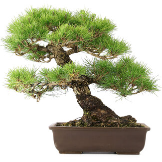 Pinus Thunbergii, 45 cm, ± 20 anni