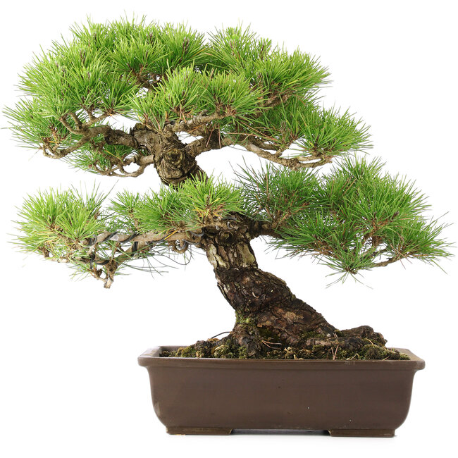 Pinus Thunbergii, 45 cm, ± 20 jaar oud